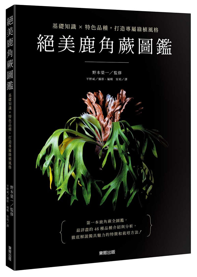 絕美鹿角蕨圖鑑:基礎知識×特色品種,打造專屬綠植風格